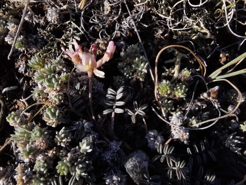 Astragalus brachybotrys photo 4