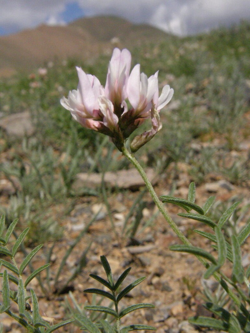 Astragalus brachybotrys photo 5