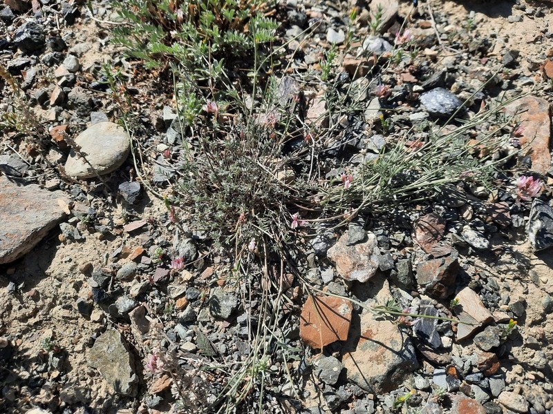 Astragalus brachybotrys photo 6