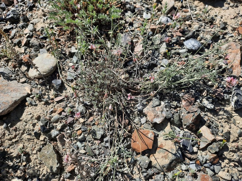 Astragalus brachybotrys photo 7