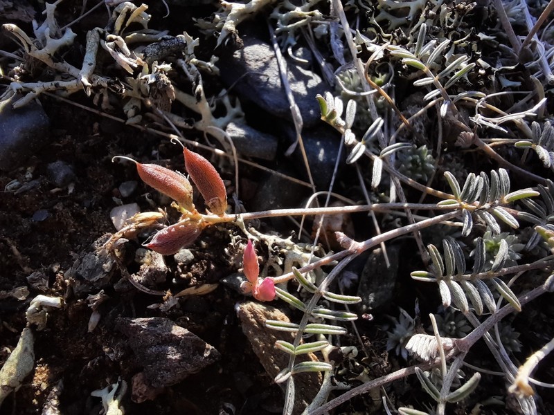 Astragalus brachybotrys photo 8