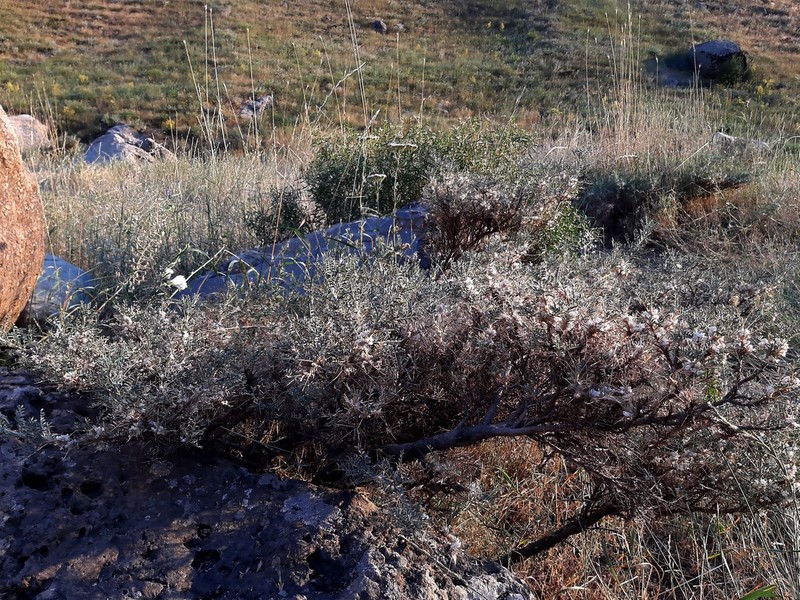 Astragalus brachycalyx photo 3