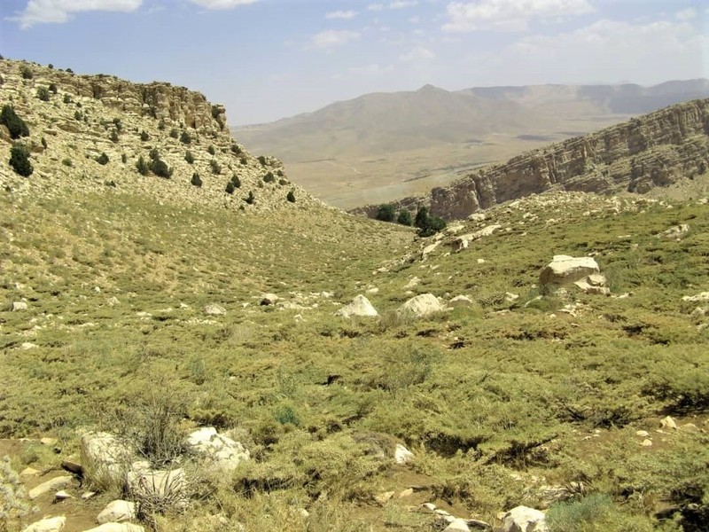 Astragalus brachycalyx photo 5