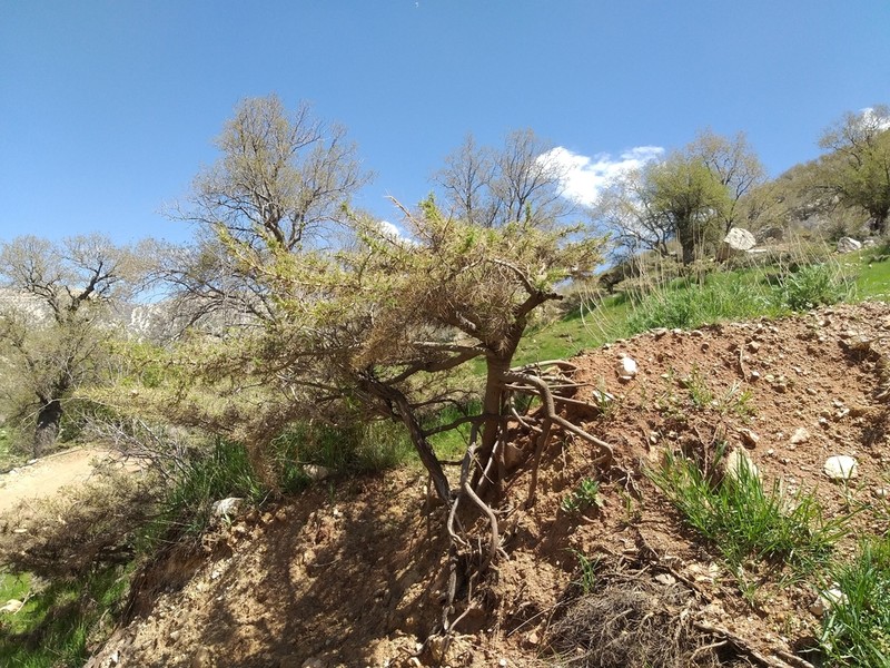 Astragalus brachycalyx photo 7