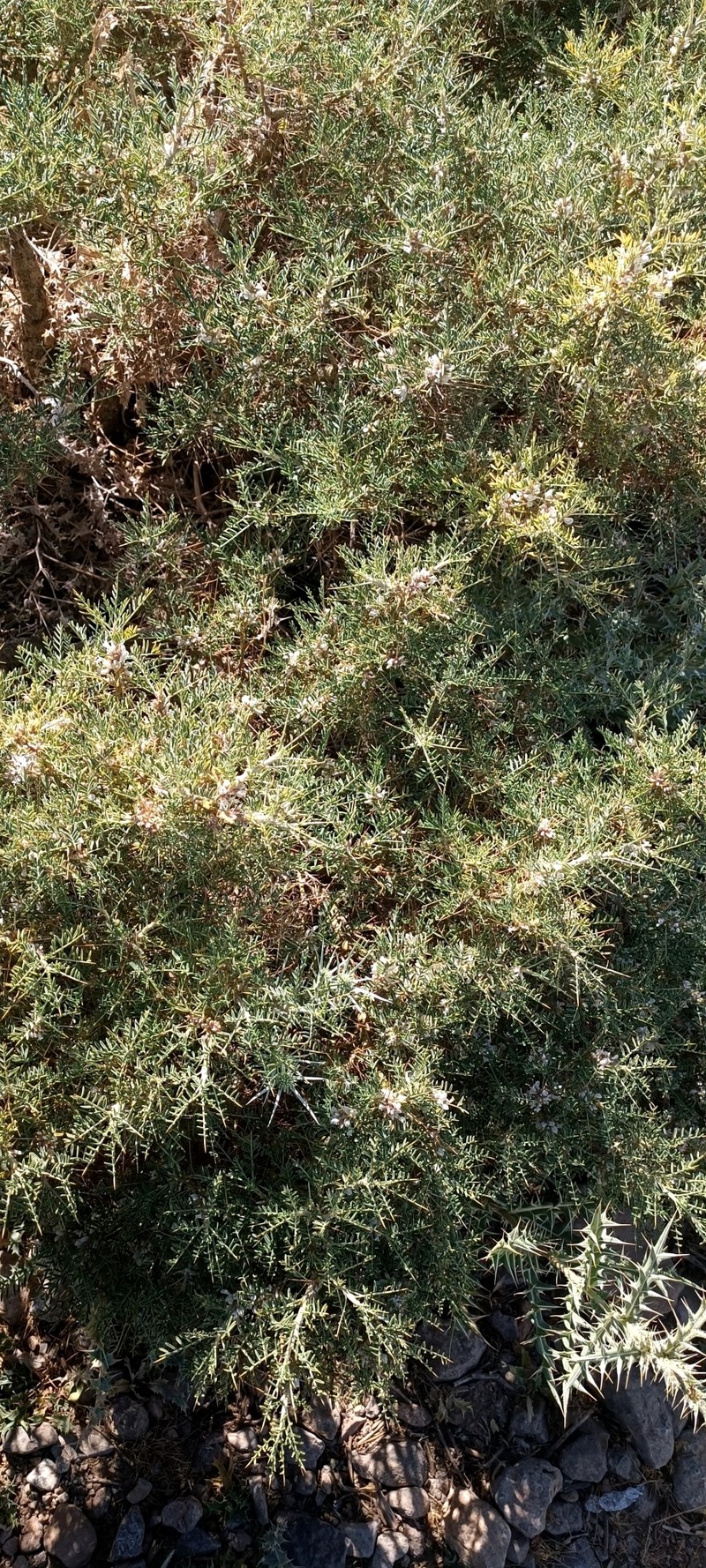 Astragalus brachycalyx subsp. eriostylus