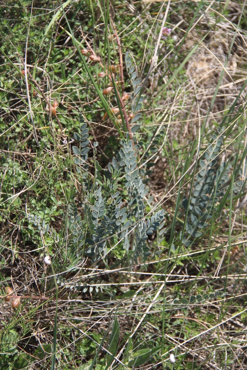 Astragalus brachycarpus photo 2