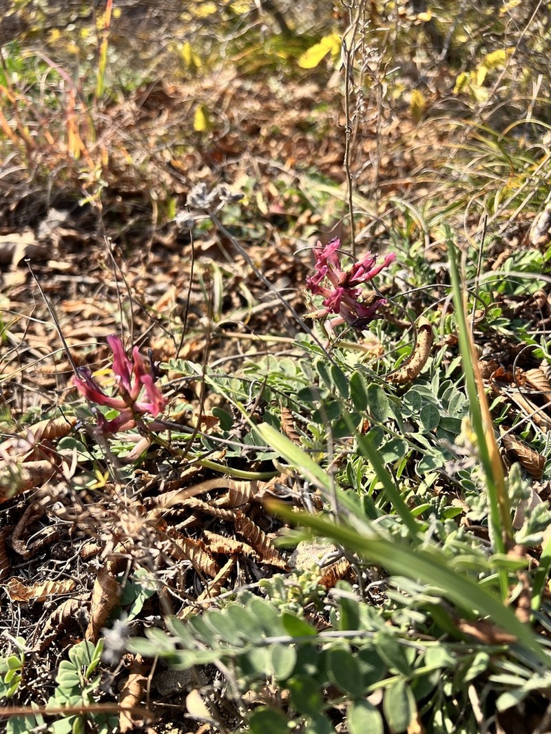 Astragalus brachycarpus photo 3