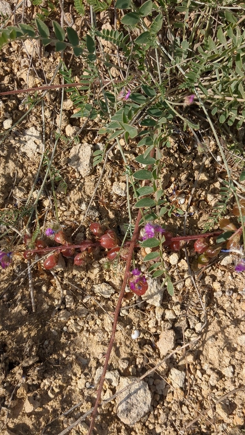 Astragalus brachycarpus photo 4