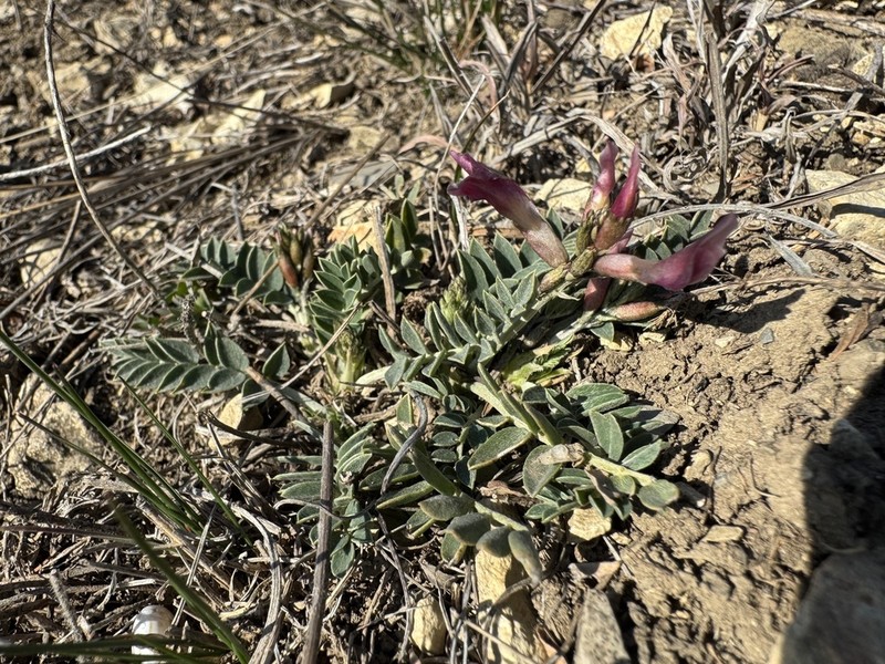 Astragalus brachycarpus photo 5