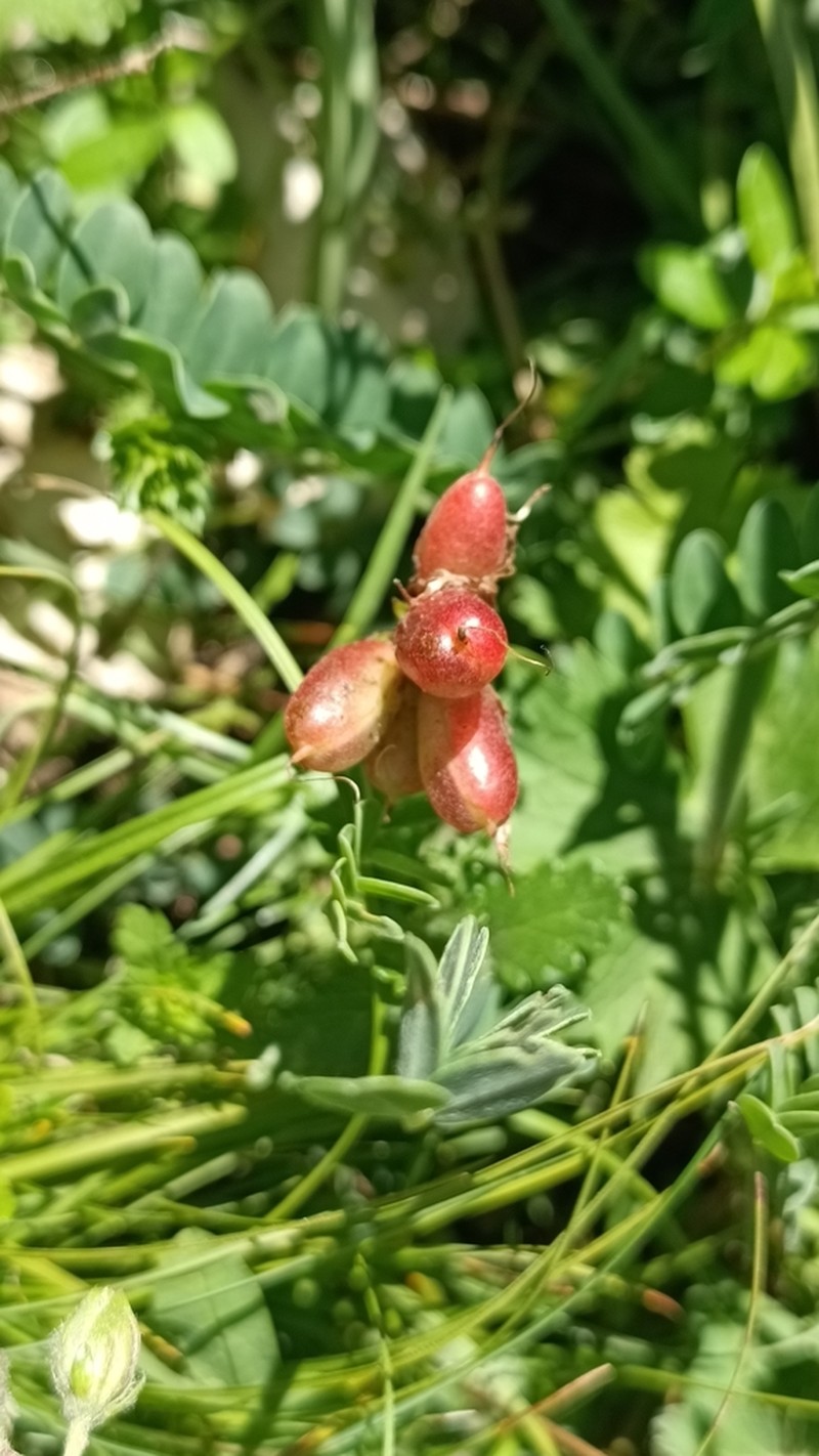 Astragalus brachycarpus photo 6