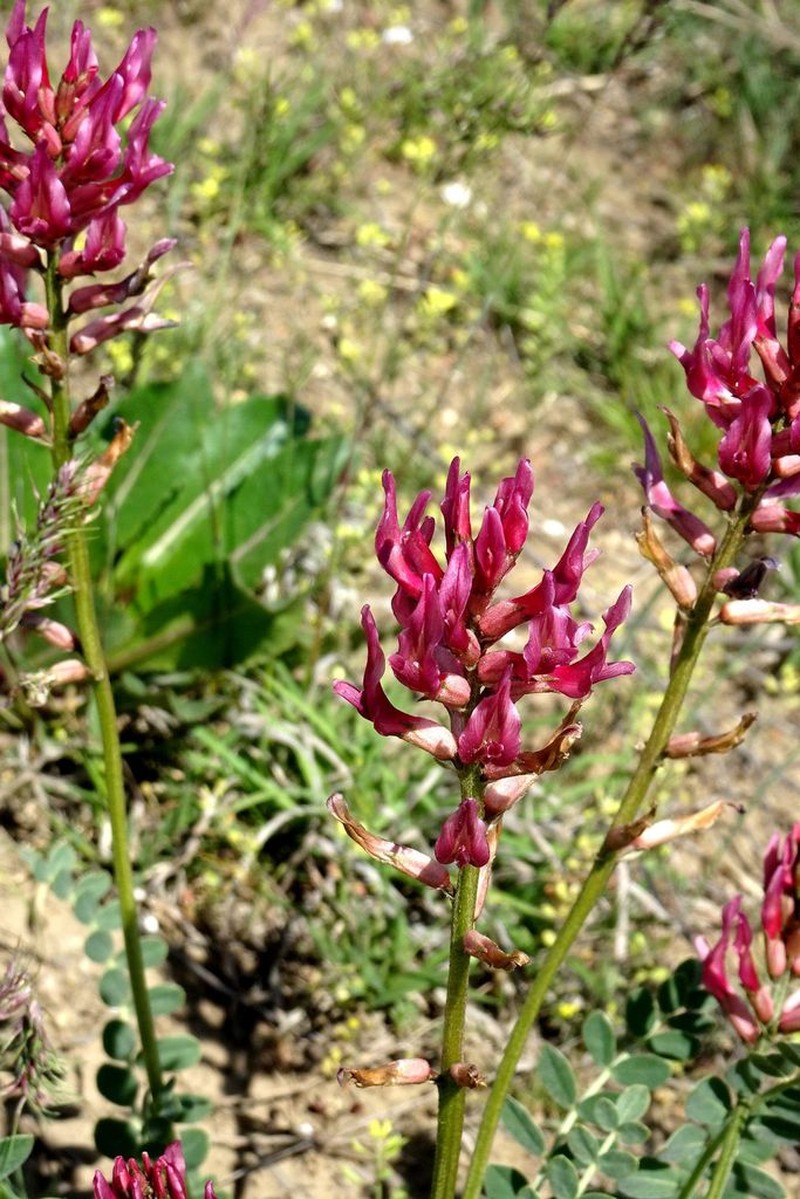 Astragalus brachycarpus photo 7
