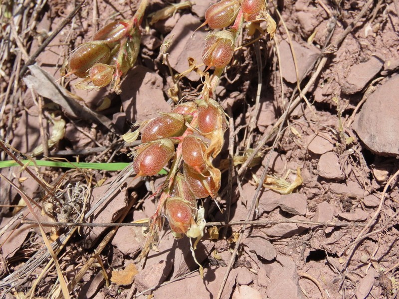 Astragalus brachycarpus photo 8