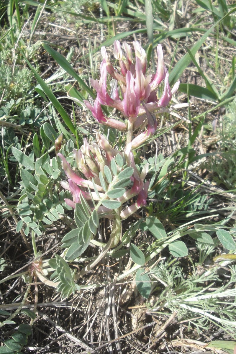 Astragalus brachycarpus