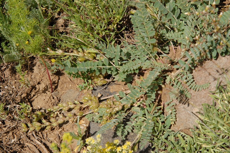 Astragalus brachycarpus