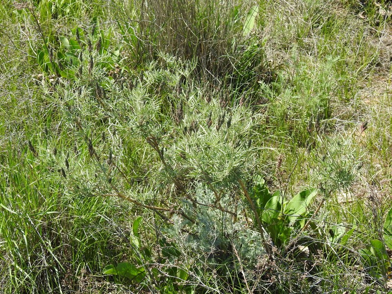 Astragalus brachylobus photo 2