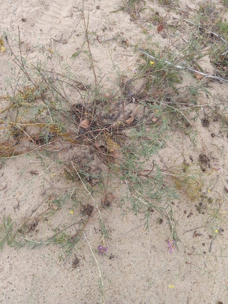 Astragalus brachylobus photo 3