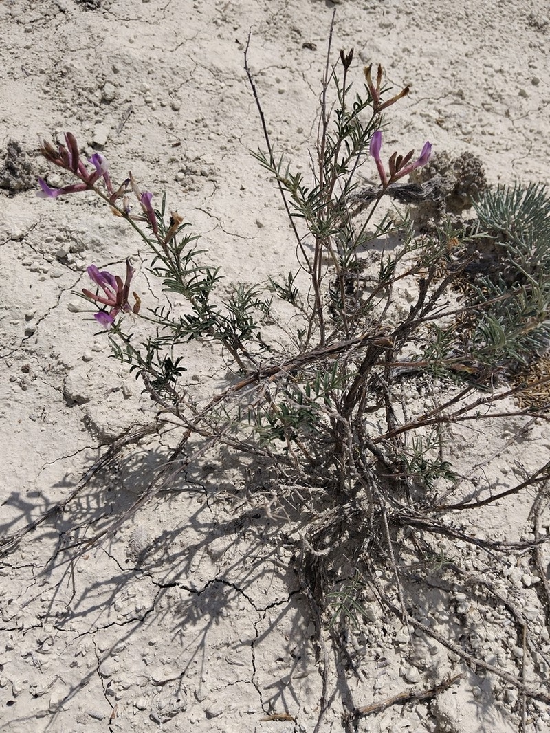 Astragalus brachylobus photo 4