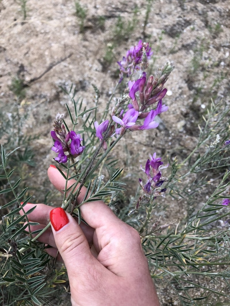 Astragalus brachylobus photo 5