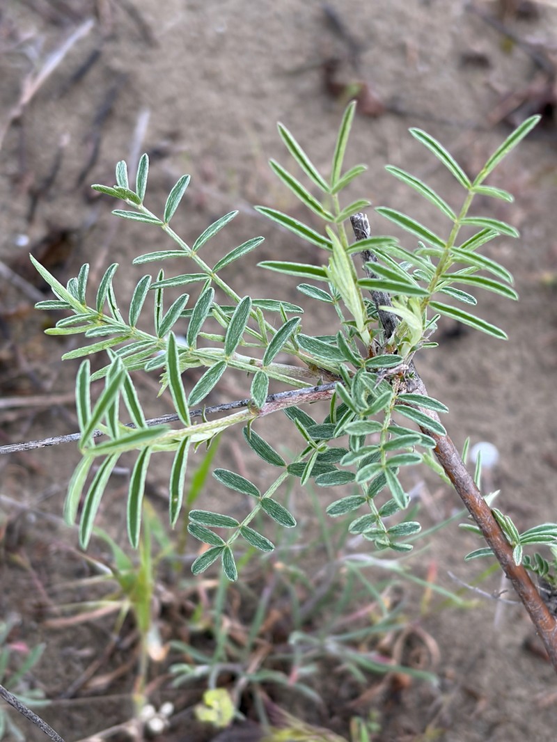 Astragalus brachylobus photo 6