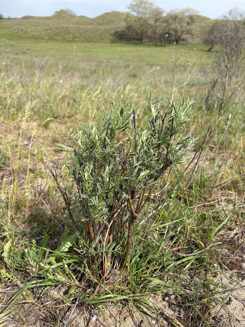 Astragalus brachylobus photo 7