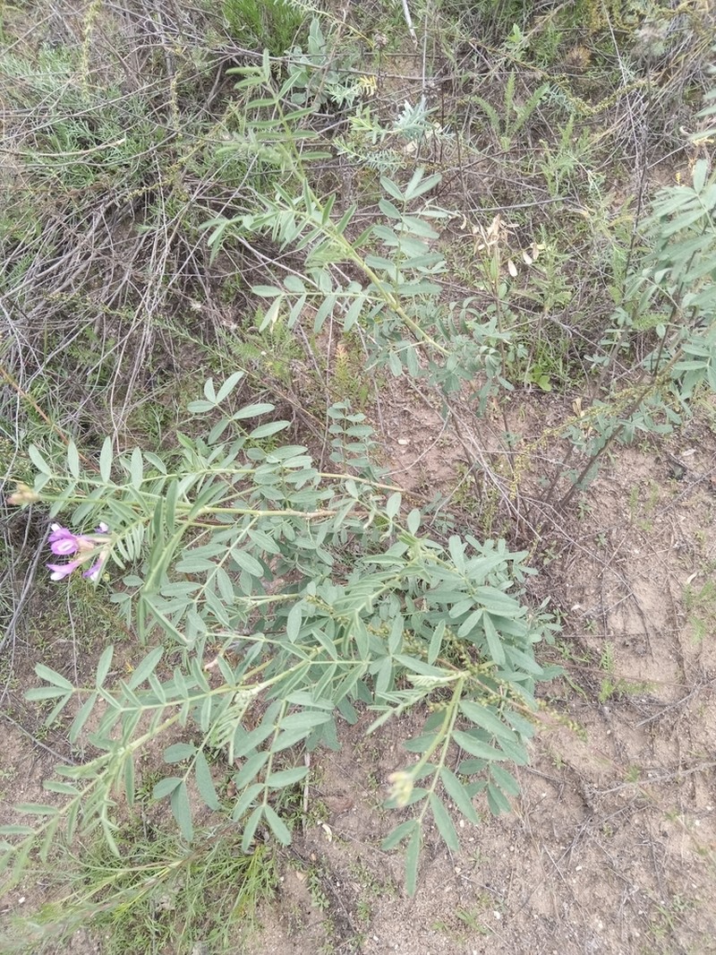 Astragalus brachylobus photo 8