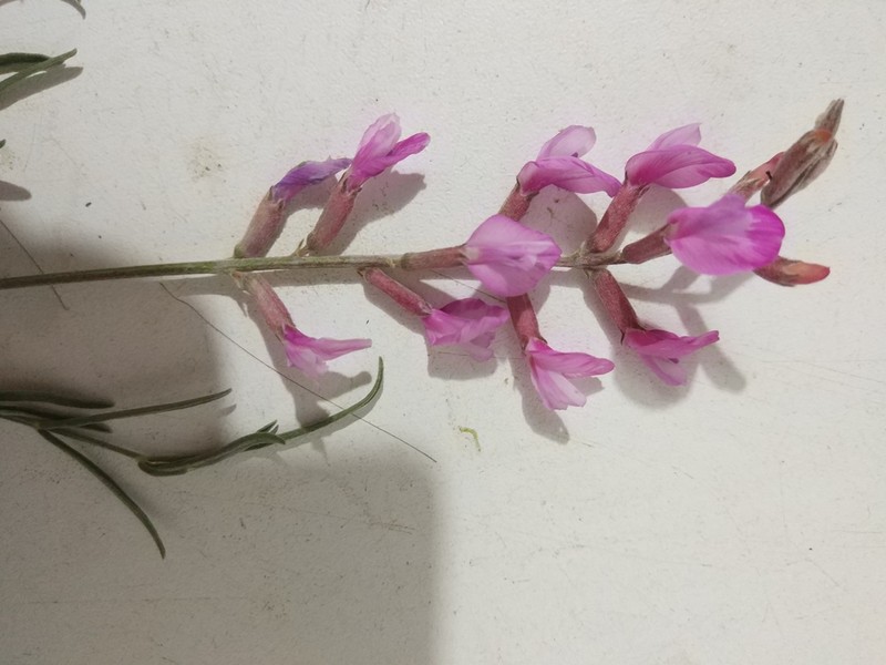 Astragalus brachylobus