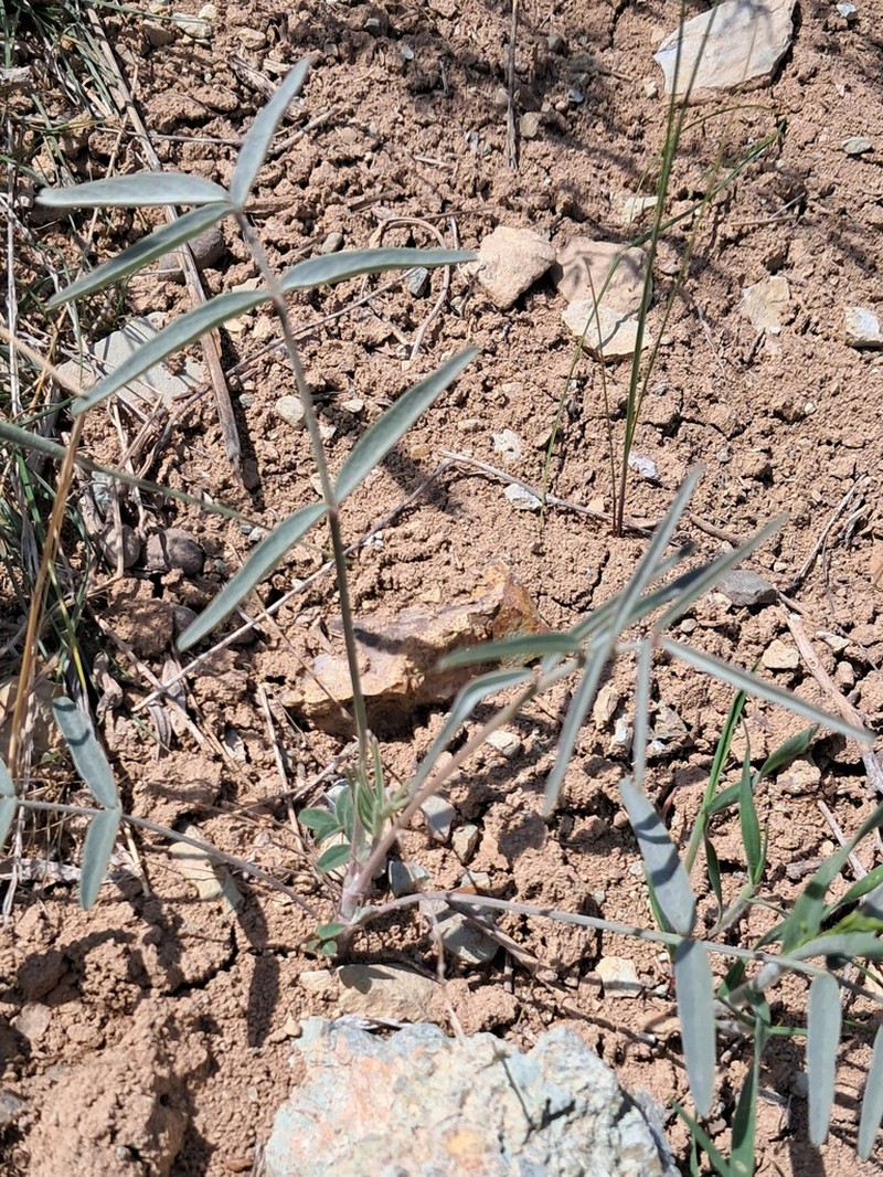 Astragalus brachyodontus