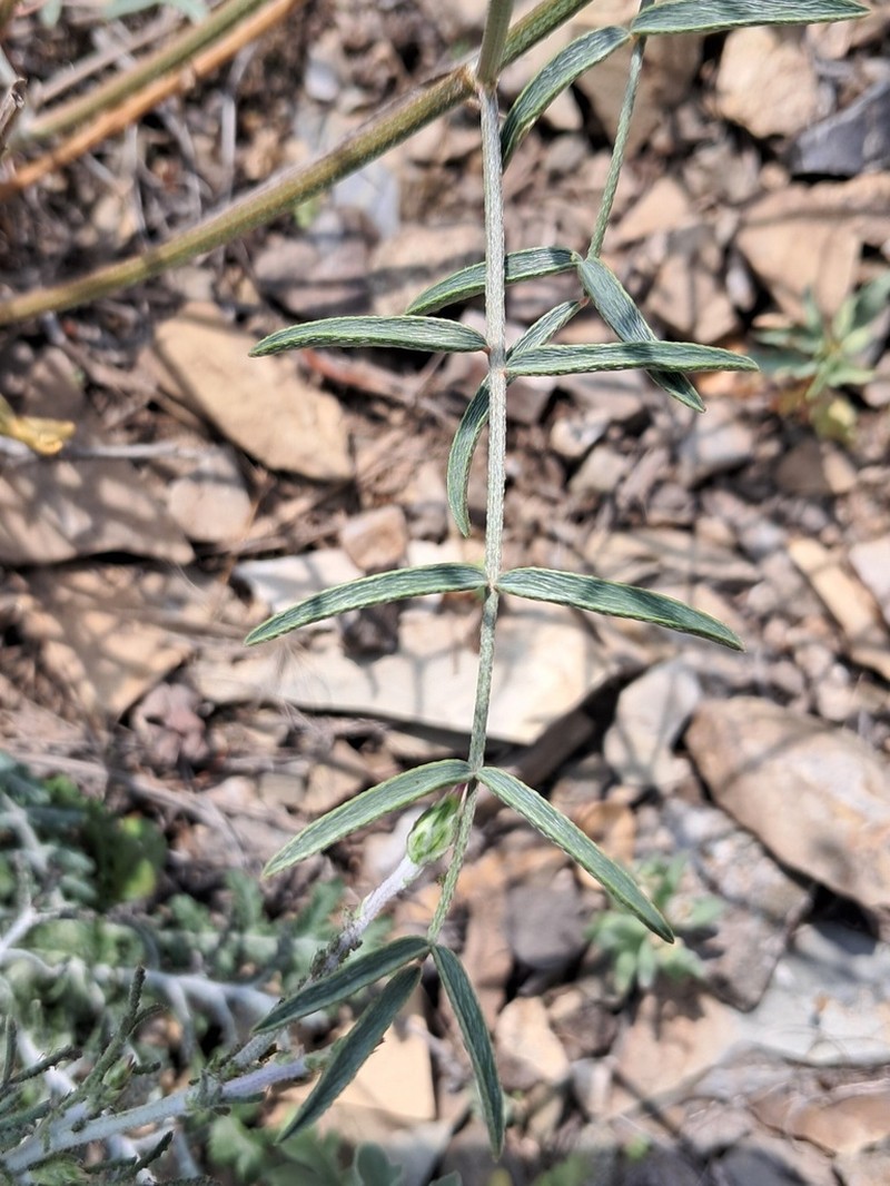 Astragalus brachyodontus photo 2