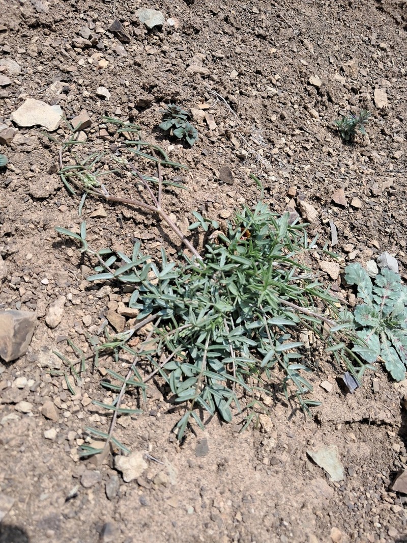 Astragalus brachyodontus photo 3