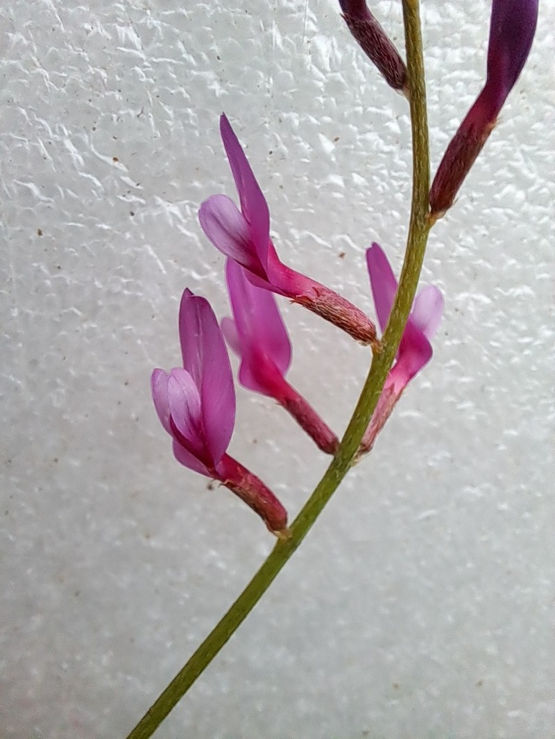 Astragalus brachyodontus photo 4