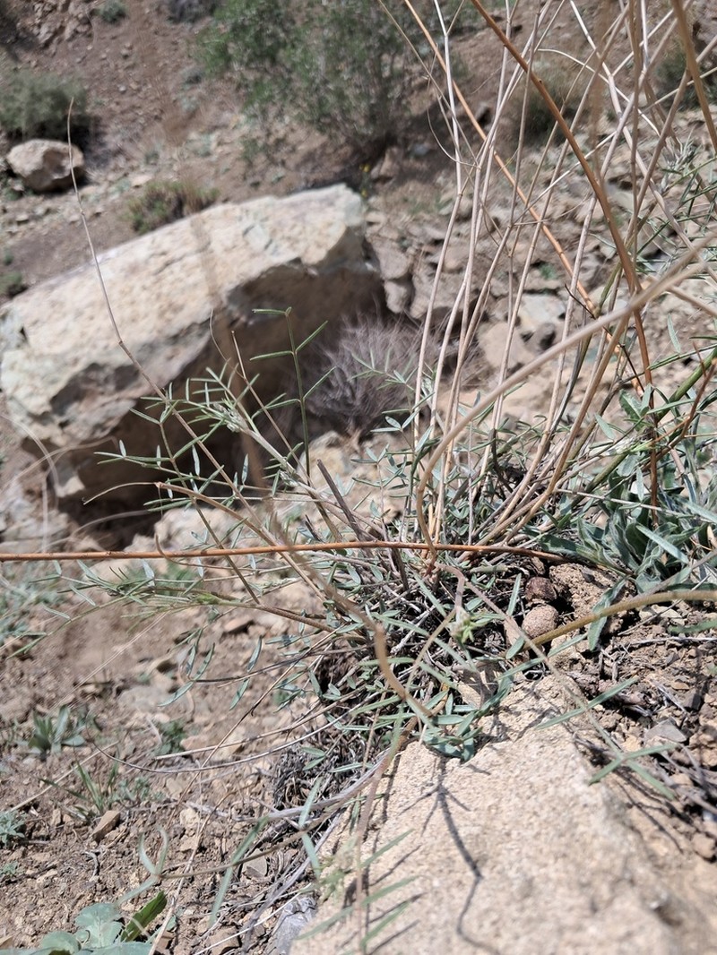 Astragalus brachyodontus photo 5