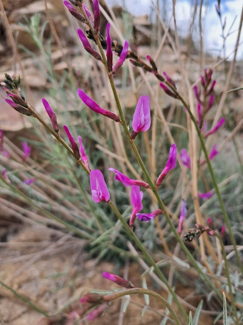 Astragalus brachyodontus photo 6