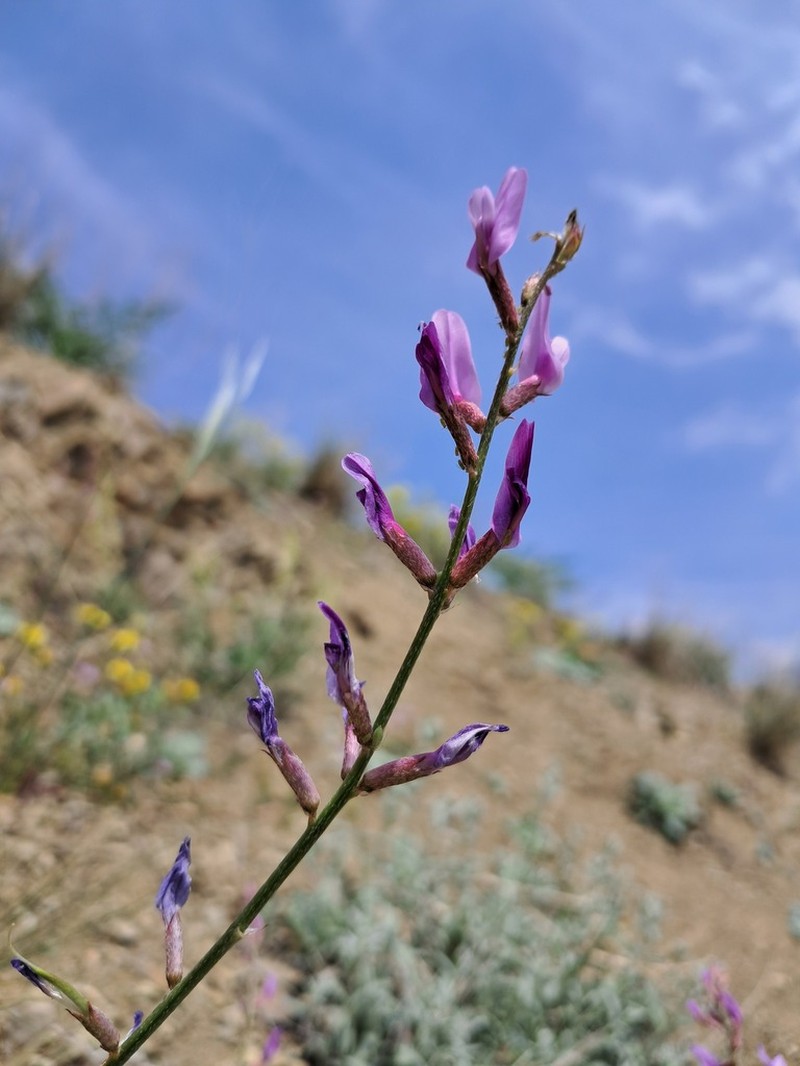 Astragalus brachyodontus photo 7