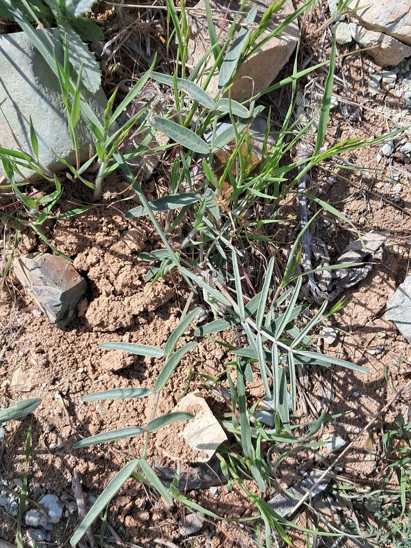 Astragalus brachyodontus photo 8