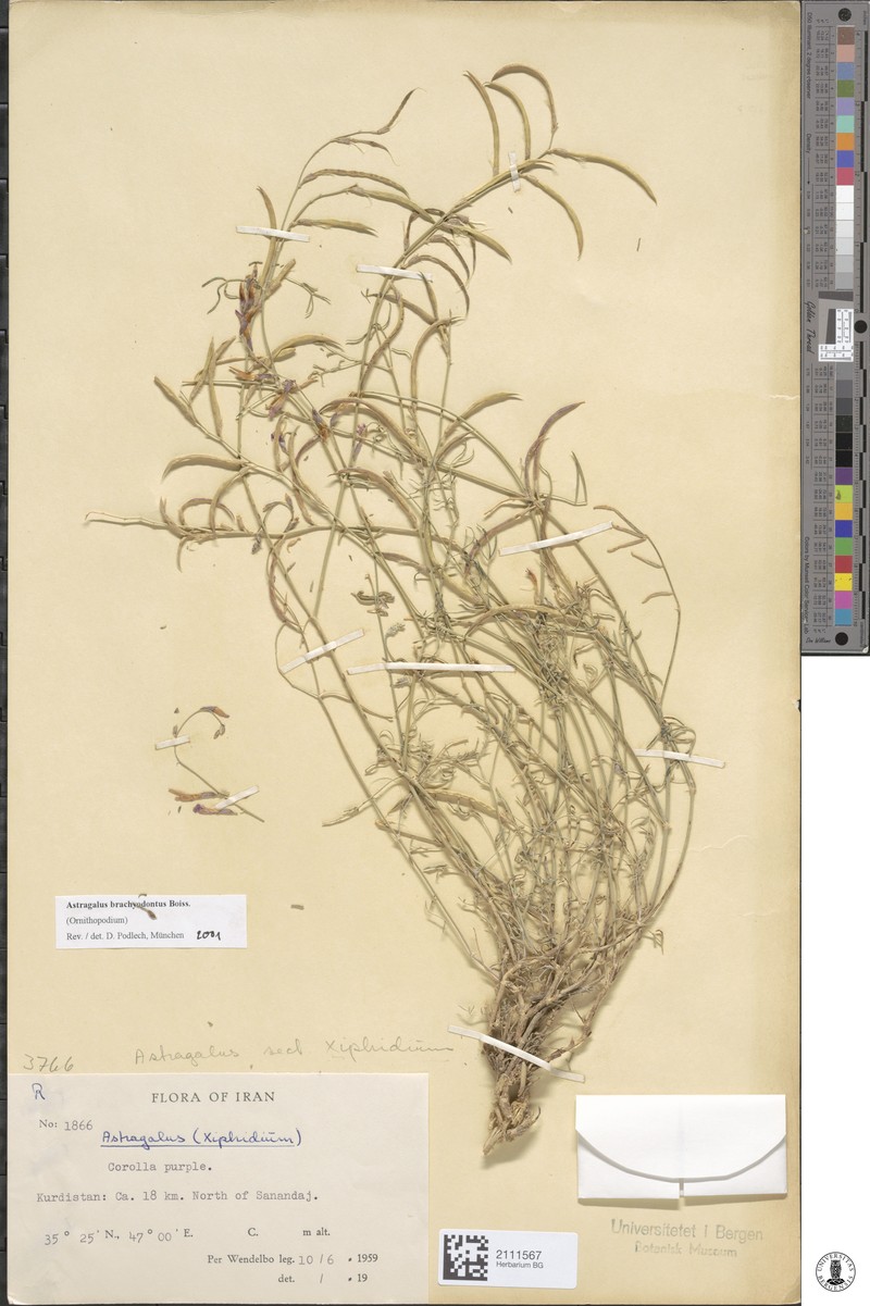 Astragalus brachyodontus