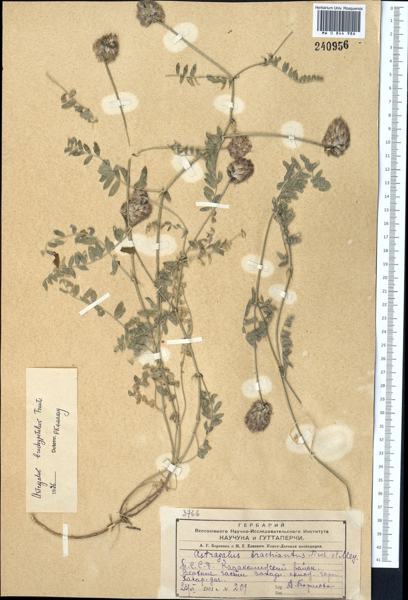 Astragalus brachypetalus