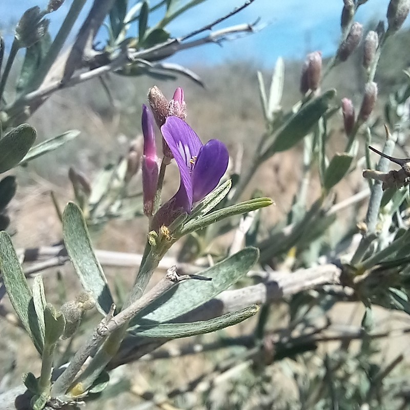 Astragalus brachypus