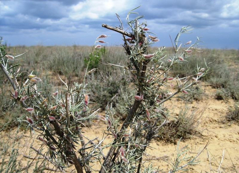 Astragalus brachypus photo 2
