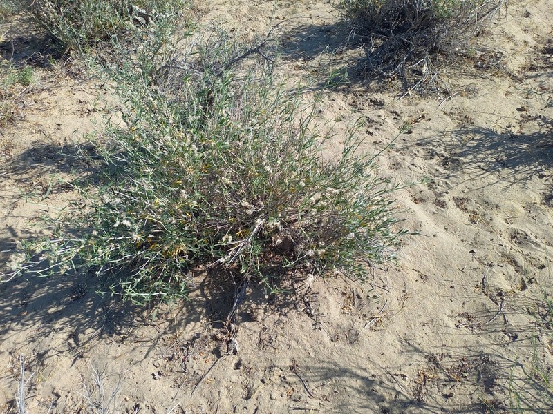 Astragalus brachypus photo 3