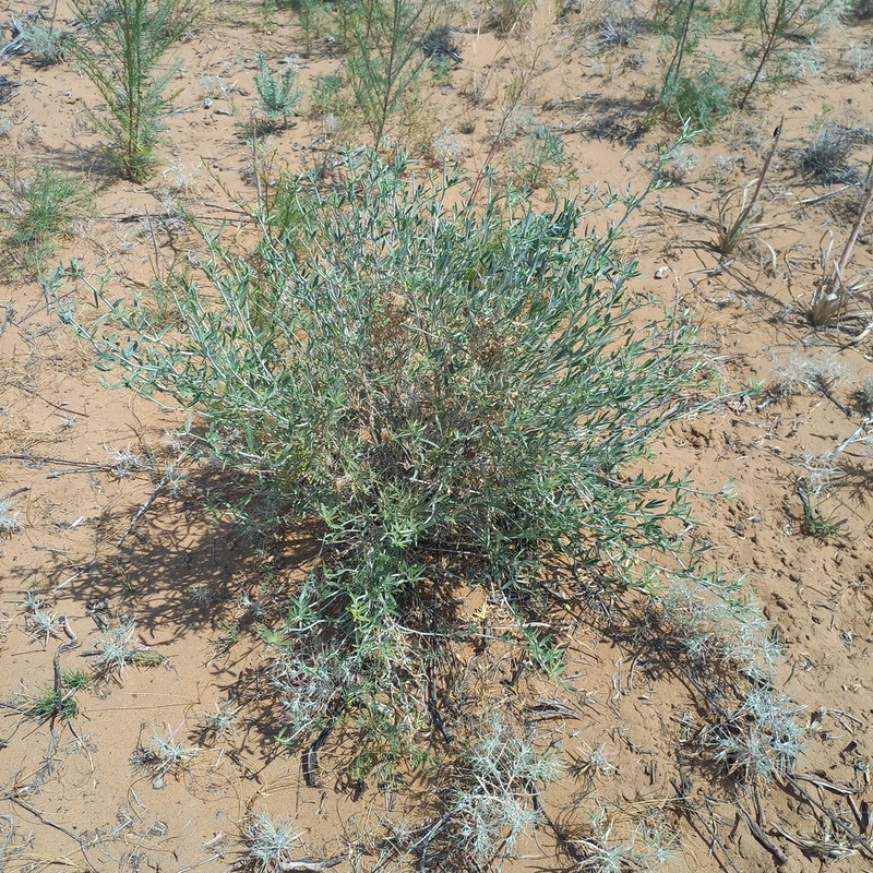 Astragalus brachypus photo 4