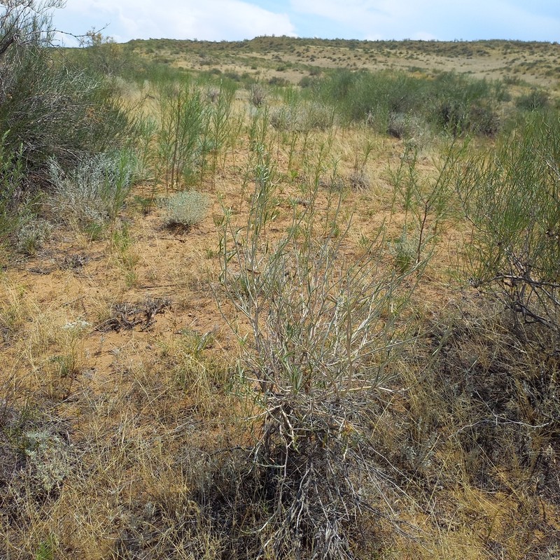 Astragalus brachypus photo 5