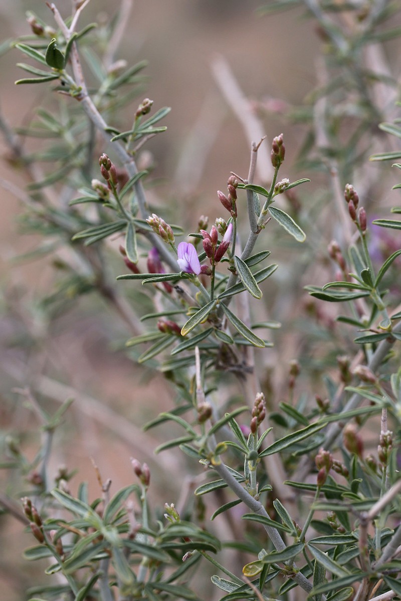 Astragalus brachypus photo 6