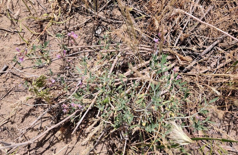 Astragalus brachypus photo 7