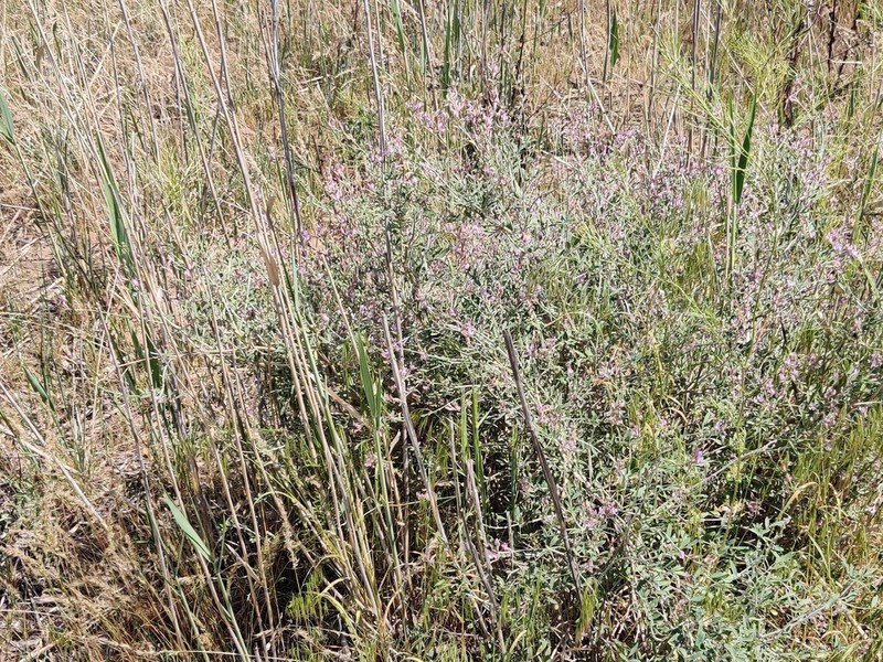 Astragalus brachypus photo 8