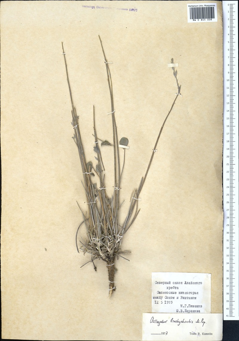 Astragalus brachyrhachis