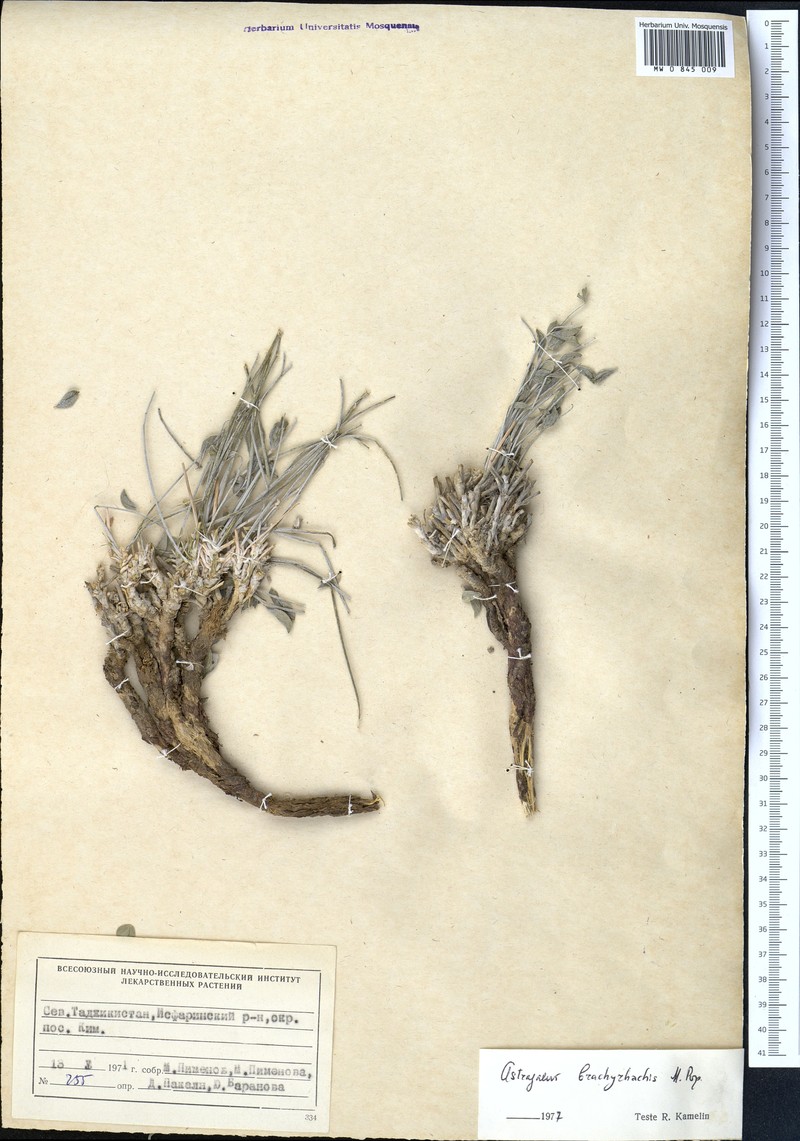 Astragalus brachyrhachis photo 2