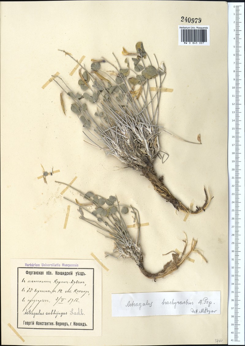 Astragalus brachyrhachis photo 3
