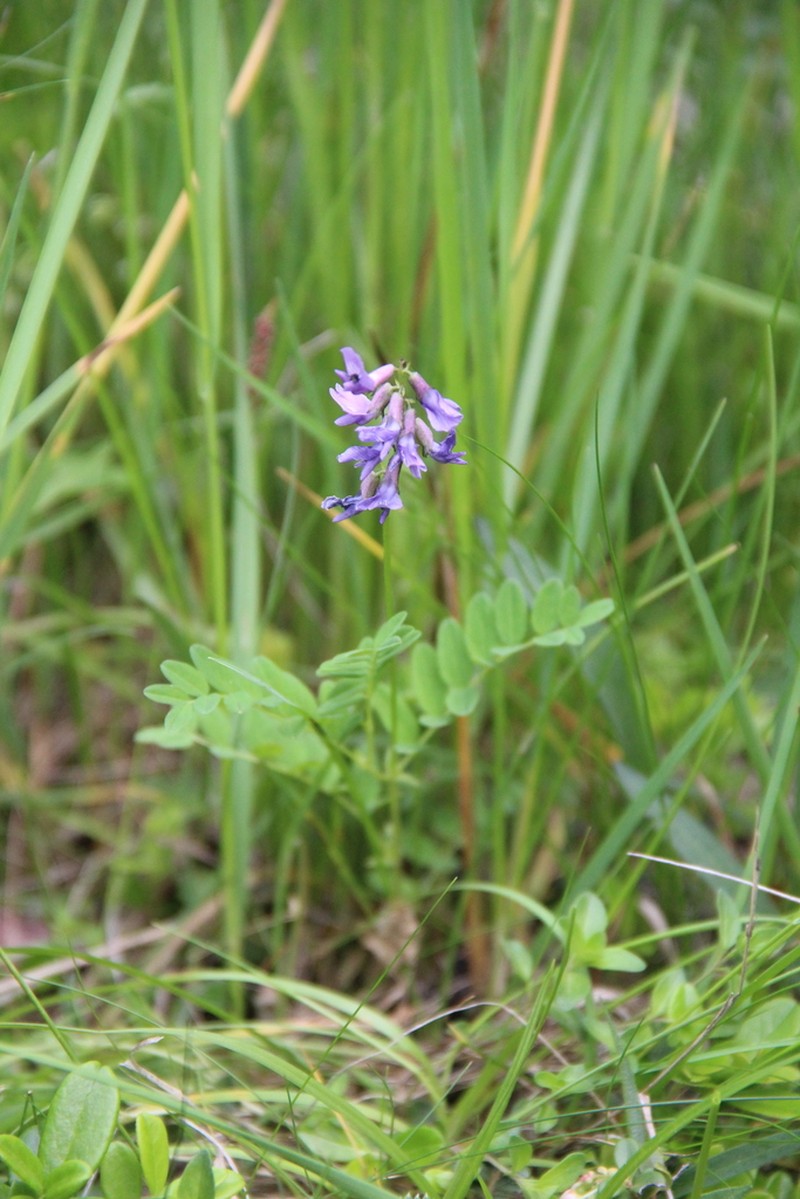 Astragalus brachytropis