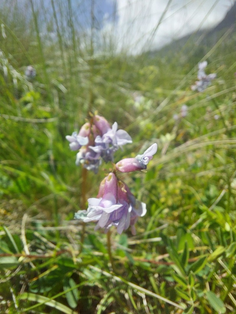 Astragalus brachytropis photo 2