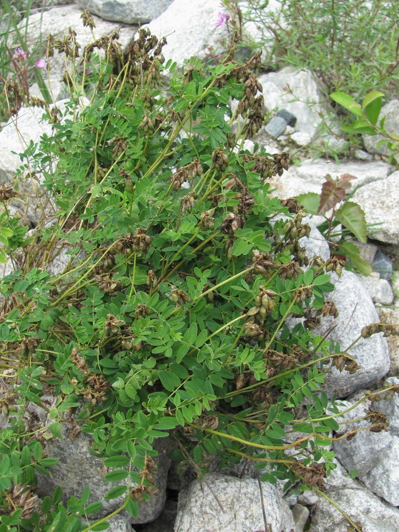 Astragalus brachytropis photo 3